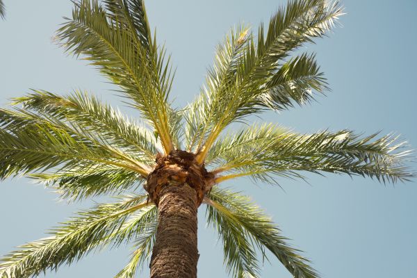 Palm Tree Pruning in Saint Charles