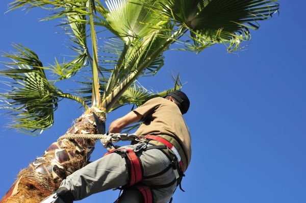 Palm Tree Trimming in Saint Charles
