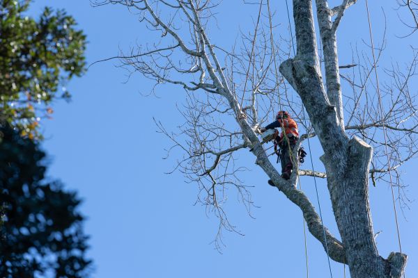 Tree Topping Service in Saint Charles