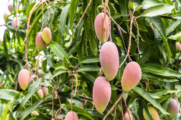 Mango Tree Trimming in Saint Charles