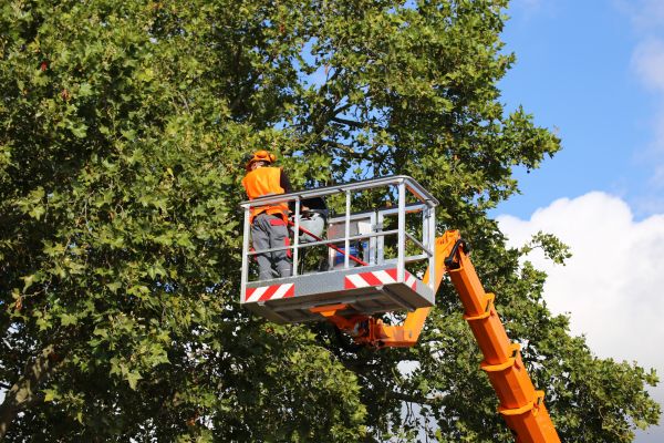 Commercial Tree Service in Saint Charles