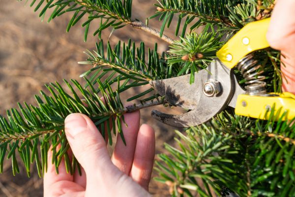Pine Tree Pruning in Saint Charles