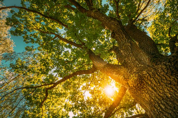 Oak Tree Pruning in Saint Charles