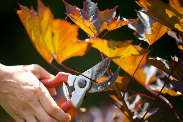 Maple Tree Pruning in Saint Charles