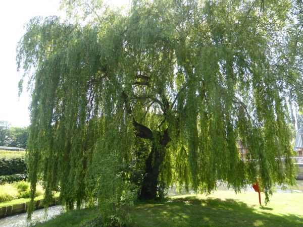 Willow Tree Trimming in Saint Charles