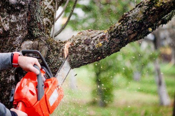 Tree Limbs Removal in Saint Charles