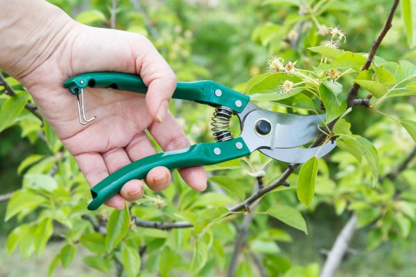 Pear Tree Pruning in Saint Charles