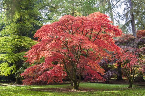 Japanese Maple Pruning Service