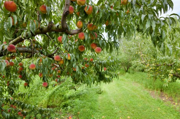 Peach Tree Pruning in Saint Charles