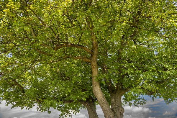Walnut Tree Trimming in Saint Charles