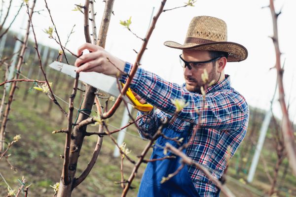 Orchard Tree Pruning in Saint Charles