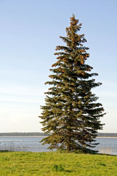 Spruce Tree Pruning in Saint Charles