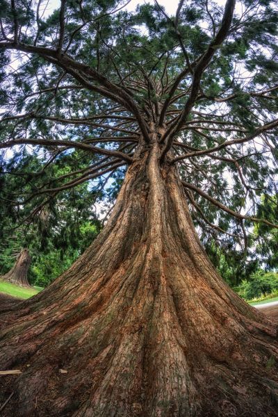 Cedar Tree Pruning in Saint Charles