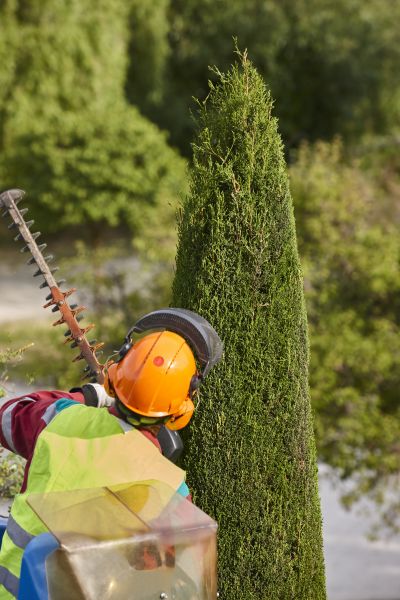Cypress Tree Trimming in Saint Charles