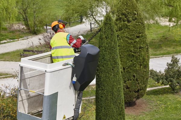 Cypress Tree Pruning in Saint Charles