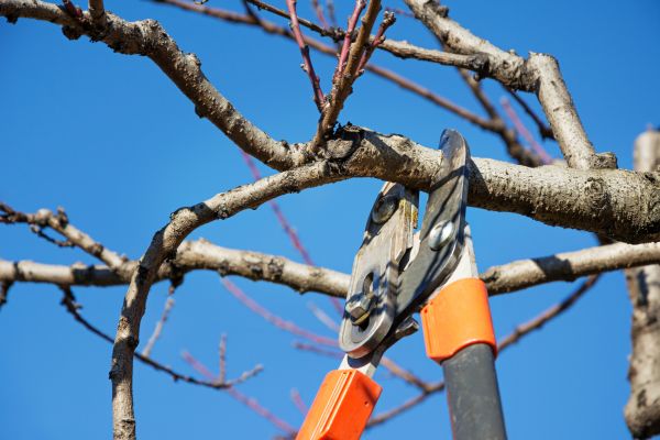 Peach Tree Trimming in Saint Charles