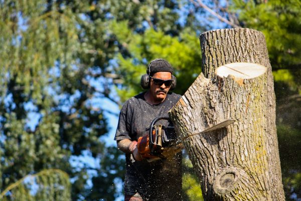 Ash Tree Pruning in Saint Charles