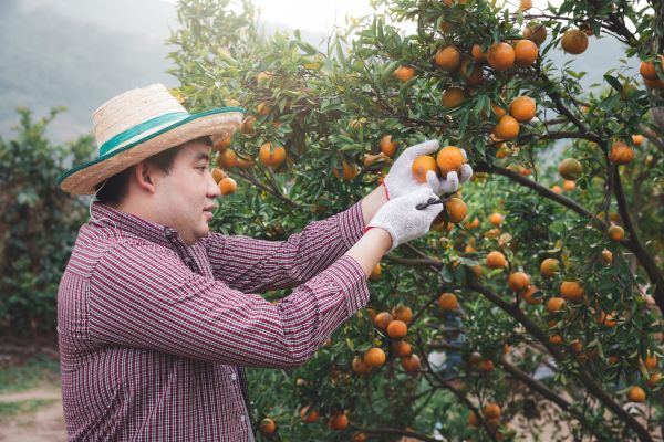 Orange Tree Pruning in Saint Charles