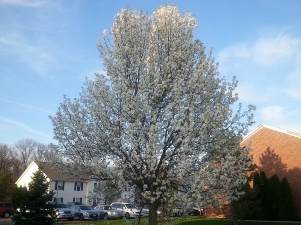 Bradford Pear Tree Pruning in Saint Charles