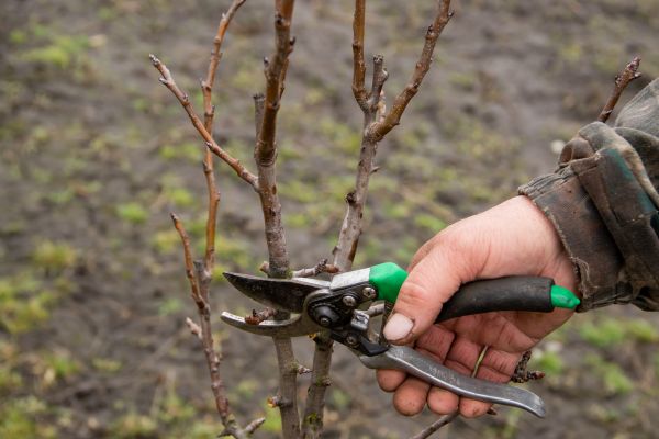 Pear Trees Pruning in Saint Charles