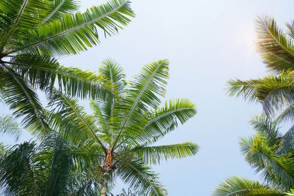 Queen Palm Tree Trimming in Saint Charles