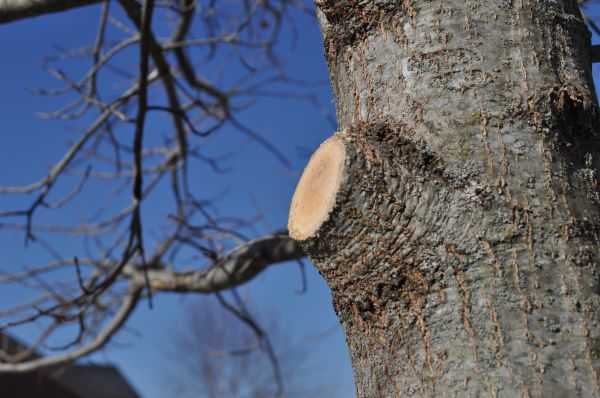 Limb Pruning in Saint Charles