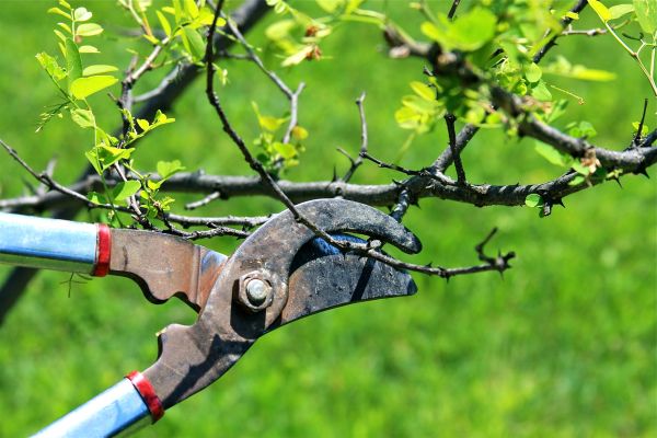 Branches Pruning in Saint Charles