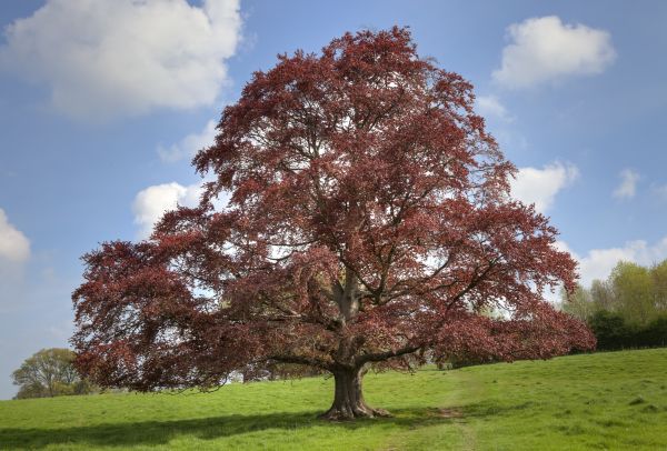 Beech Tree Pruning in Saint Charles