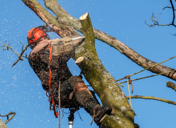 Tree Trimming Service in Saint Charles