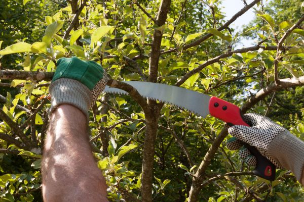 Apple Tree Trimming in Saint Charles