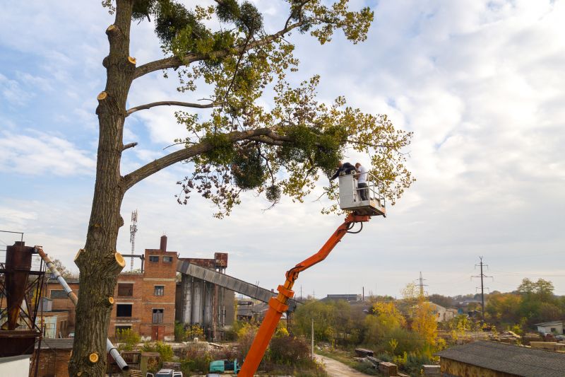 Commercial Tree Service detail
