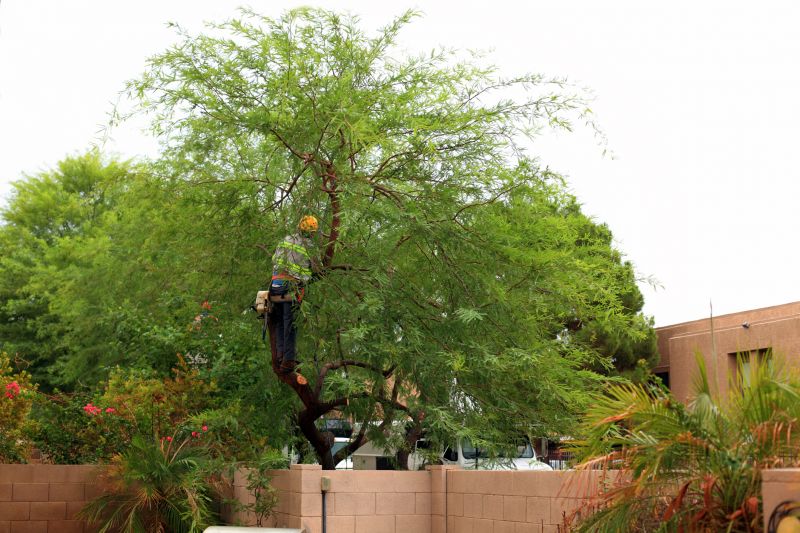 Residential Tree Service